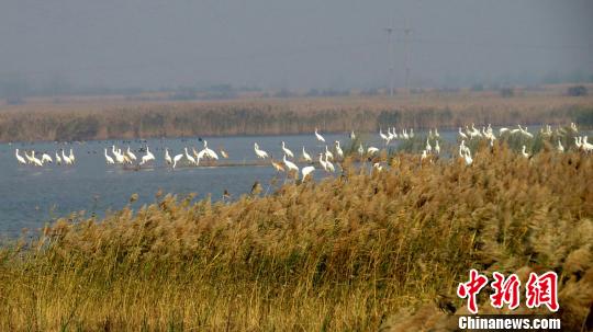 图为黄河三角洲国家级自然保护区内的国家一级保护鸟类白鹤。　资料图 摄